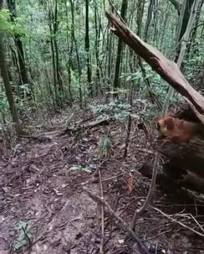 ?Two flying squirrels