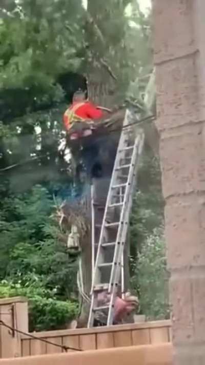 Just a quick trim