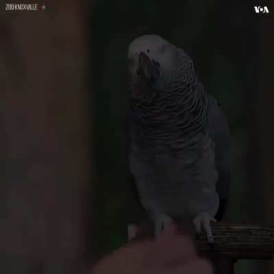 This African Grey Parrot named Einstein is very impressive