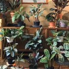 House plant magic!