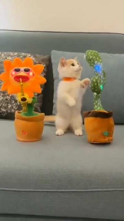 This cat looks confused ?