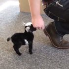 The tiniest goat ? but wait for the tail wag.