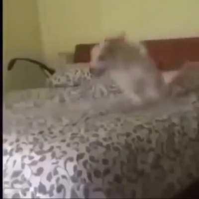 Surprise
