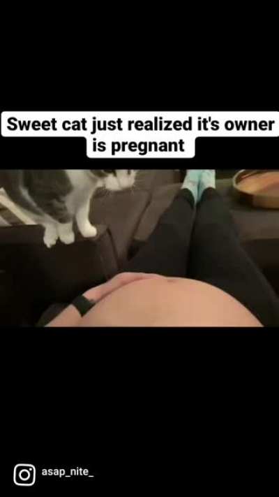 Sweet cat just realized it's owner is pregnant