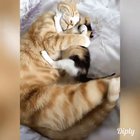 Momma hugs are the best - cats hugs