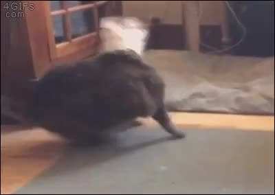 PSA never allow your cat to huff glue in a paper bag