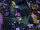 ? This sea cucumber waking up to feed ?