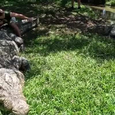 ? Henry, the absolute unit of a Nile Crocodile, is over 120 years old.