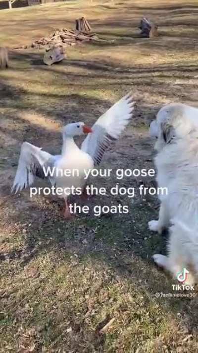 He protecc