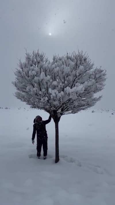 ? The beauty of winter ❄️