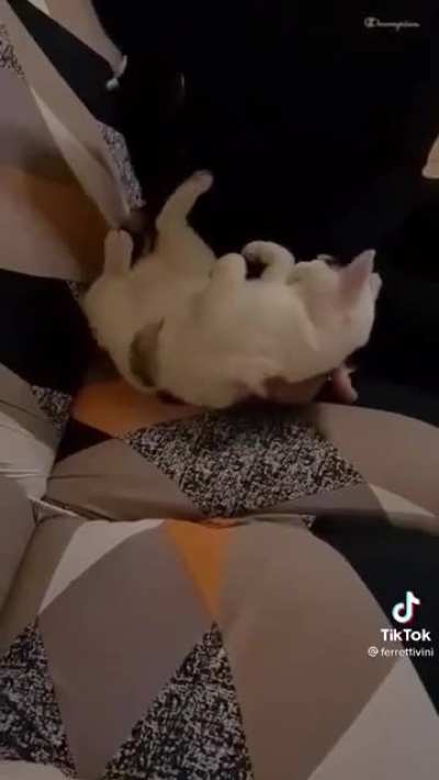 Chubby cats are the best ?