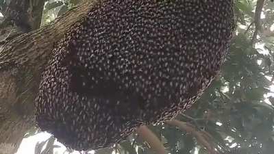 How bees protect their hives, this is called "Shimmering"