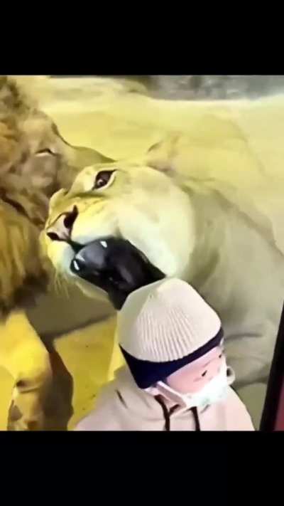 Animal attacking people unsuccessfully!