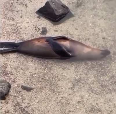 ? This seal relaxing halfway under water
