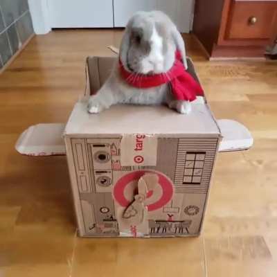 Captain bunny ready for takeoff