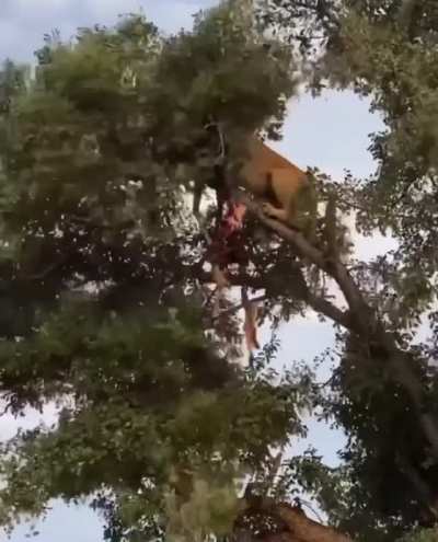 ? Lioness encourages a leopard to leave her territory.