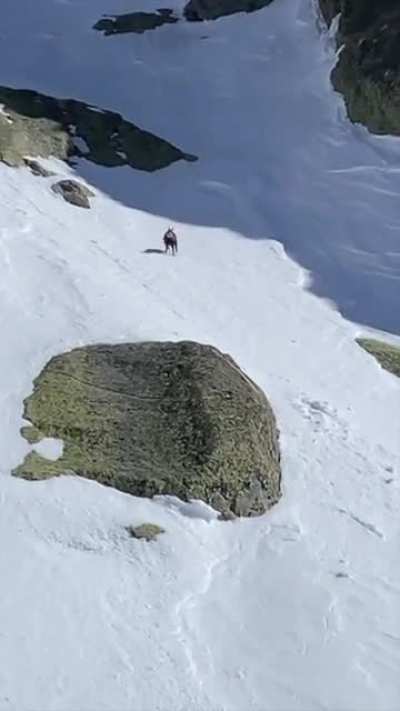? The speed of these chamois running down a mountain