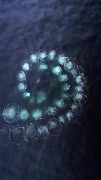 ? How Humpback whales corral bait fish with air bubbles using a Fibonacci sequence