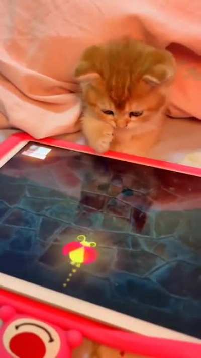 kitten playing games on a tablet ?