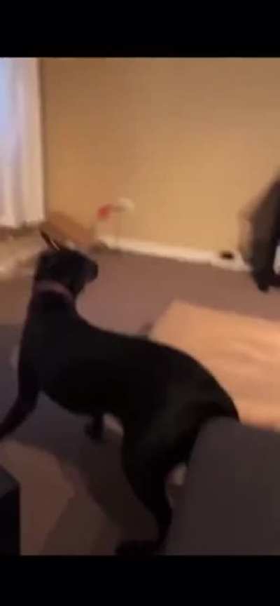 Apex Legend's Ravenent scares dog.