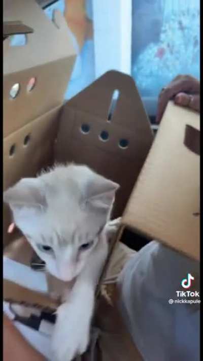 Your girlfriend gets a kitten