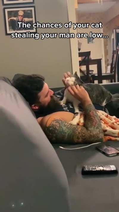 jealous kitty