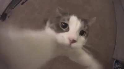 Boop BOOP