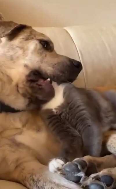 "Aghh, I have trained you well."