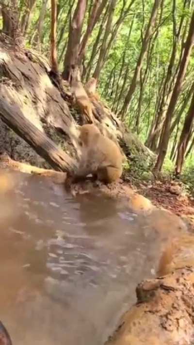 ? Monkey bath her baby in the stream
