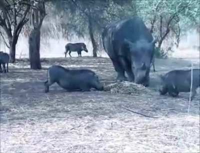 Rhino doesn't like to share