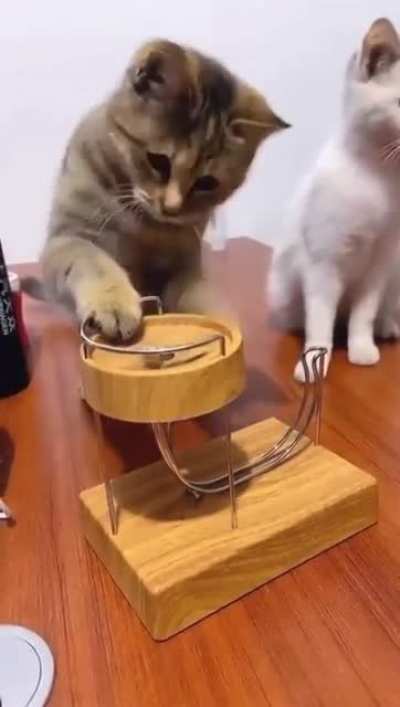 Kitty loves this.