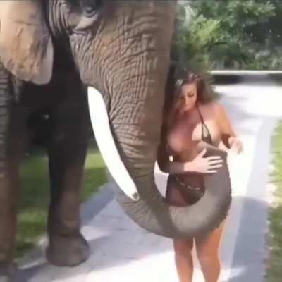 Hmc while being harassed by an elephant ?