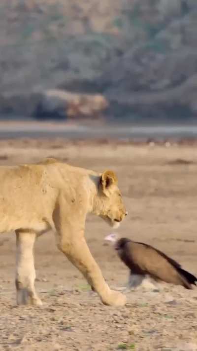 ?Hippo laughing at young lions