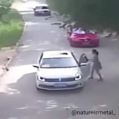 ? Woman Is Dragged Off By A Tiger