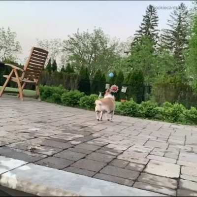 You can do it little dude!