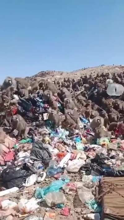 Baboons at a landfill