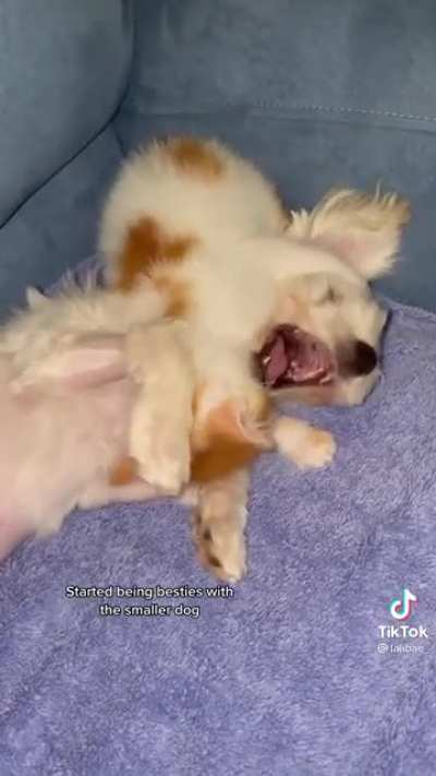 Aww