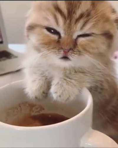 Sleepy Kitten Needs Coffee!☕?♥️