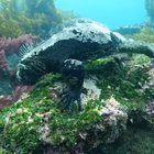 ? Iguana off Galapagos Island looks like a mini Godzilla