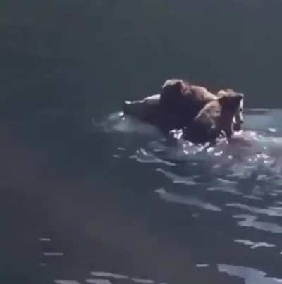 ? Bear cubs sailing on the mama raft