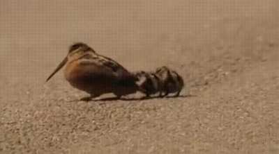 ? An American woodcock and her two chicks are searching for food together using a remarkably bouncy walk, which resembles a dance, that helps them stir up worms. The chicks are mimicking their mother's actions as they motion forward and feel for the movem