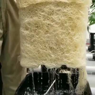 ? Huge impressive root system? ?:@_tony_buckets