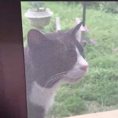 Dude makes a multi-chorus song from a meowing cat. ? ?