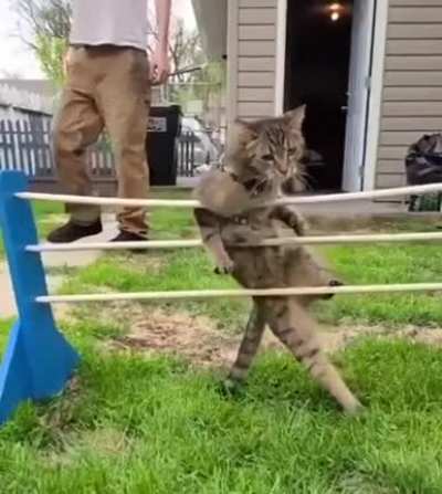 Cat's jump failed
