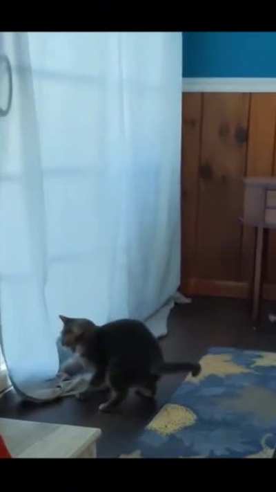 funny cats