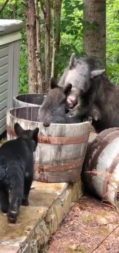 ? in 95 degree weather, a mama bear and her cubs stopped by to play around in some water filled barrels in East Tennessee ?