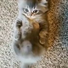 Kitty kicks