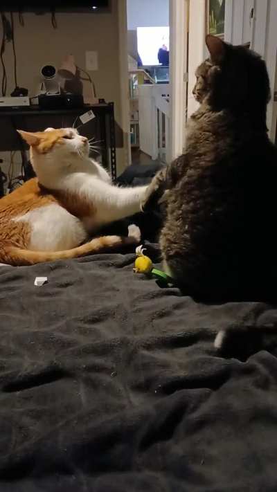 First lick then attack!?