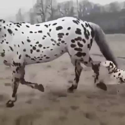 "How did you get so big? What kind a dog are you?"