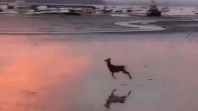 ? Happy Deer ?
